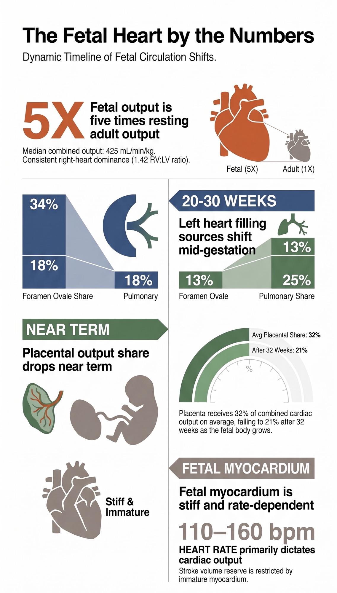 The Fetal Heart, by the Numbers